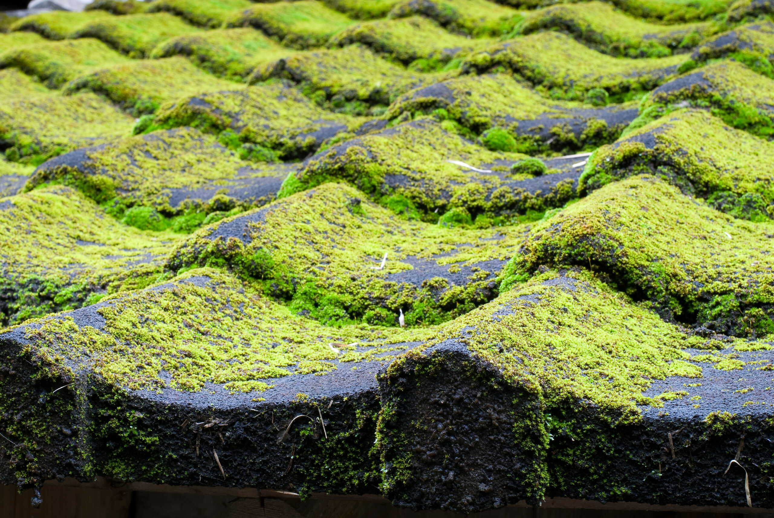 warning signs you need a new roof. image of a roof with moss growing on it.